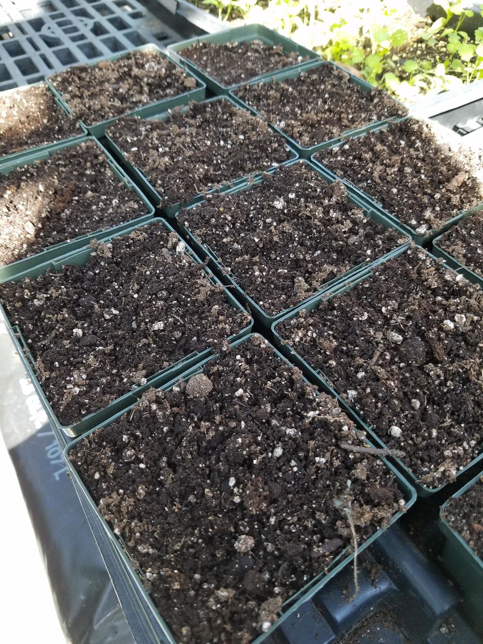 Put the soil into pots. The pots should be full to the top, as shown in the pots at the bottom of the picture. The pots in the back of the picture need more soil.