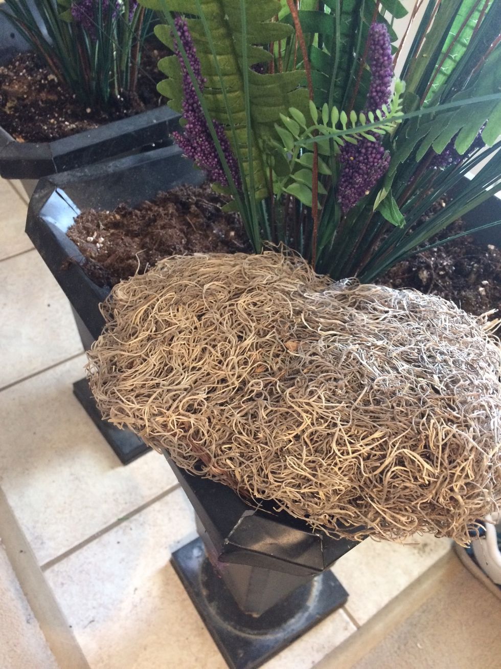 Put the Spanish moss on top of the soil. At this point it just looks like a lump.