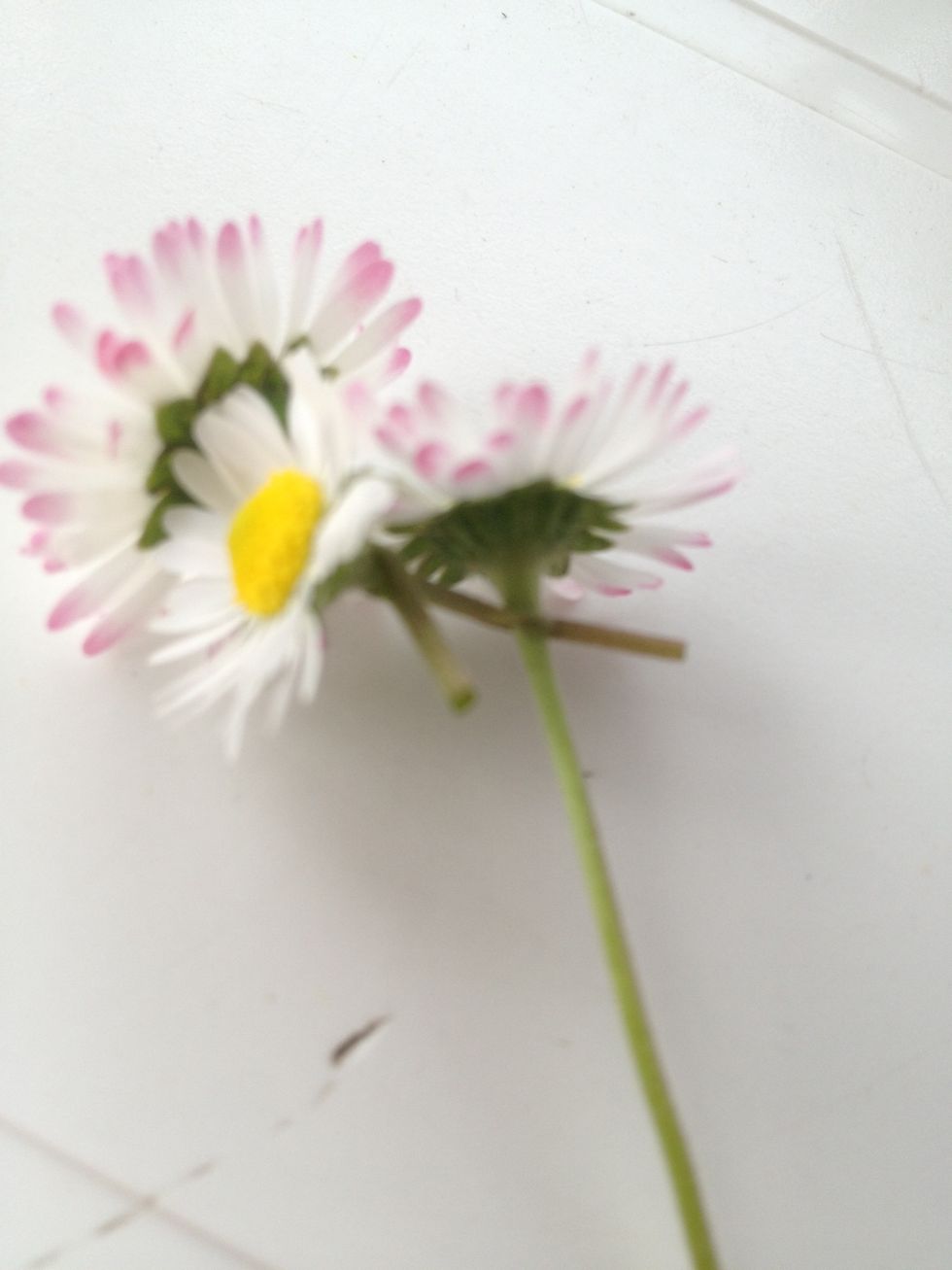 Put the third daisy in the hole from the second daisy.