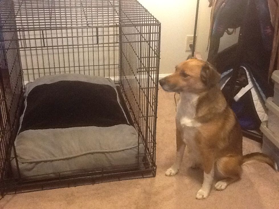 Put your dog bed or blankets in the crate and keep the door wide open, let your dog see it and explore. Throw a treat inside to entice them to go inside, don't command or force your dog into the crate