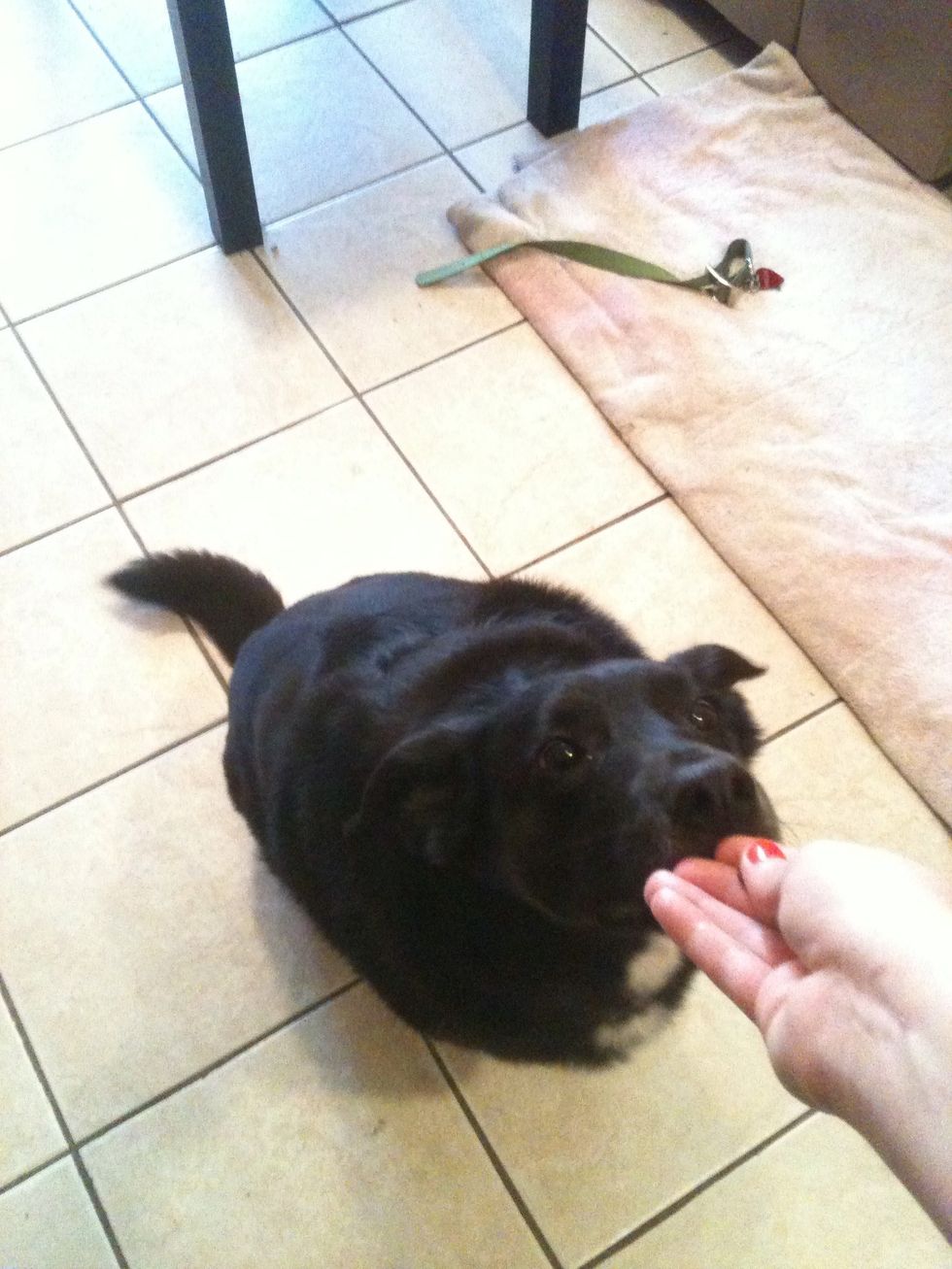 Put your dog in a SIT (see my other guides for help with SIT). It helps DOWN if you don't have to use the word SIT so your dog doesn't think DOWN is always prefaced by SIT. Try just your hand signal.