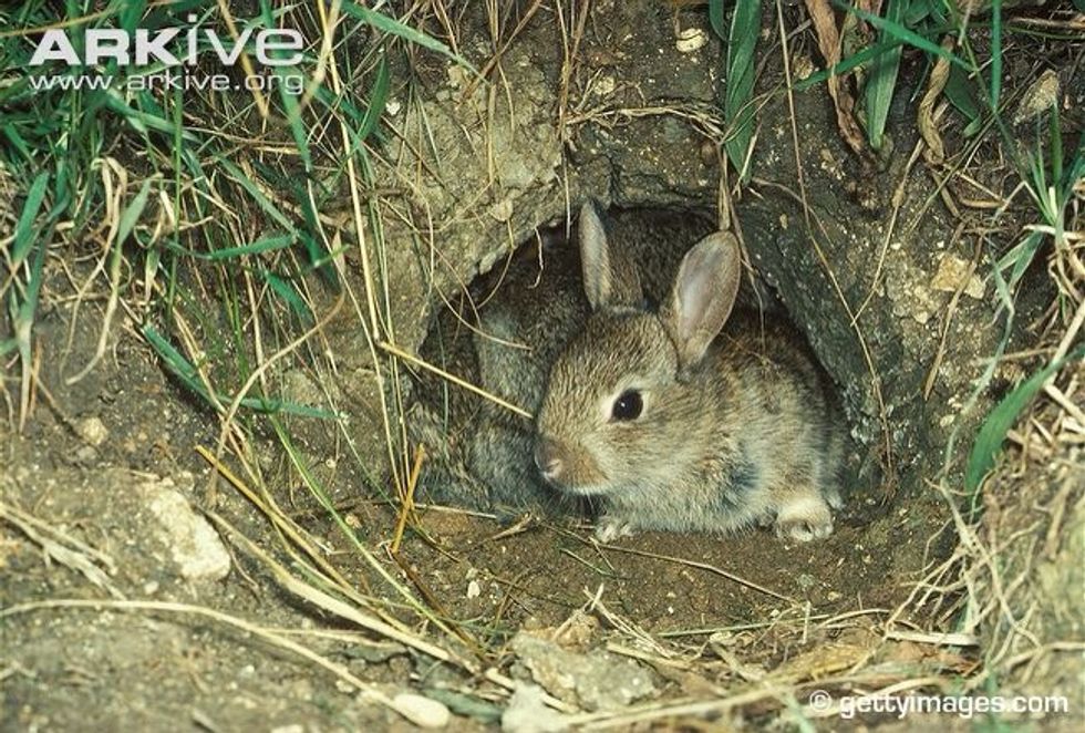 Q: what animals live in a burrow A: Animals that live in a burrow include moles and rodents, rabbits, insects such as spiders, worms and sea urchins. www.ask.com/question/what-animals-live-in-a-burrow