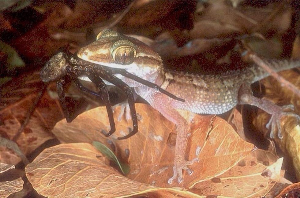 Q: what do geckos eat? A: Most geckos feed on cockroaches, termites, mosquitoes as well as other small insects. http://www.ask.com/question/what-does-a-gecko-eat