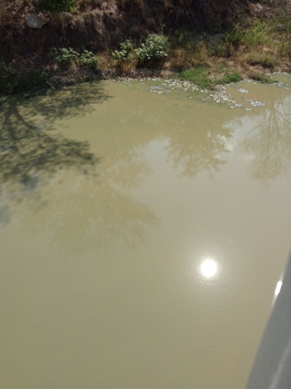 Qeshten 5? Are there dragon flys flying around the water