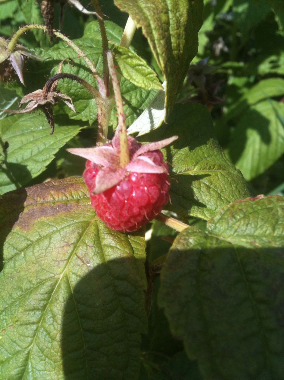Raspberry taste good so I take them