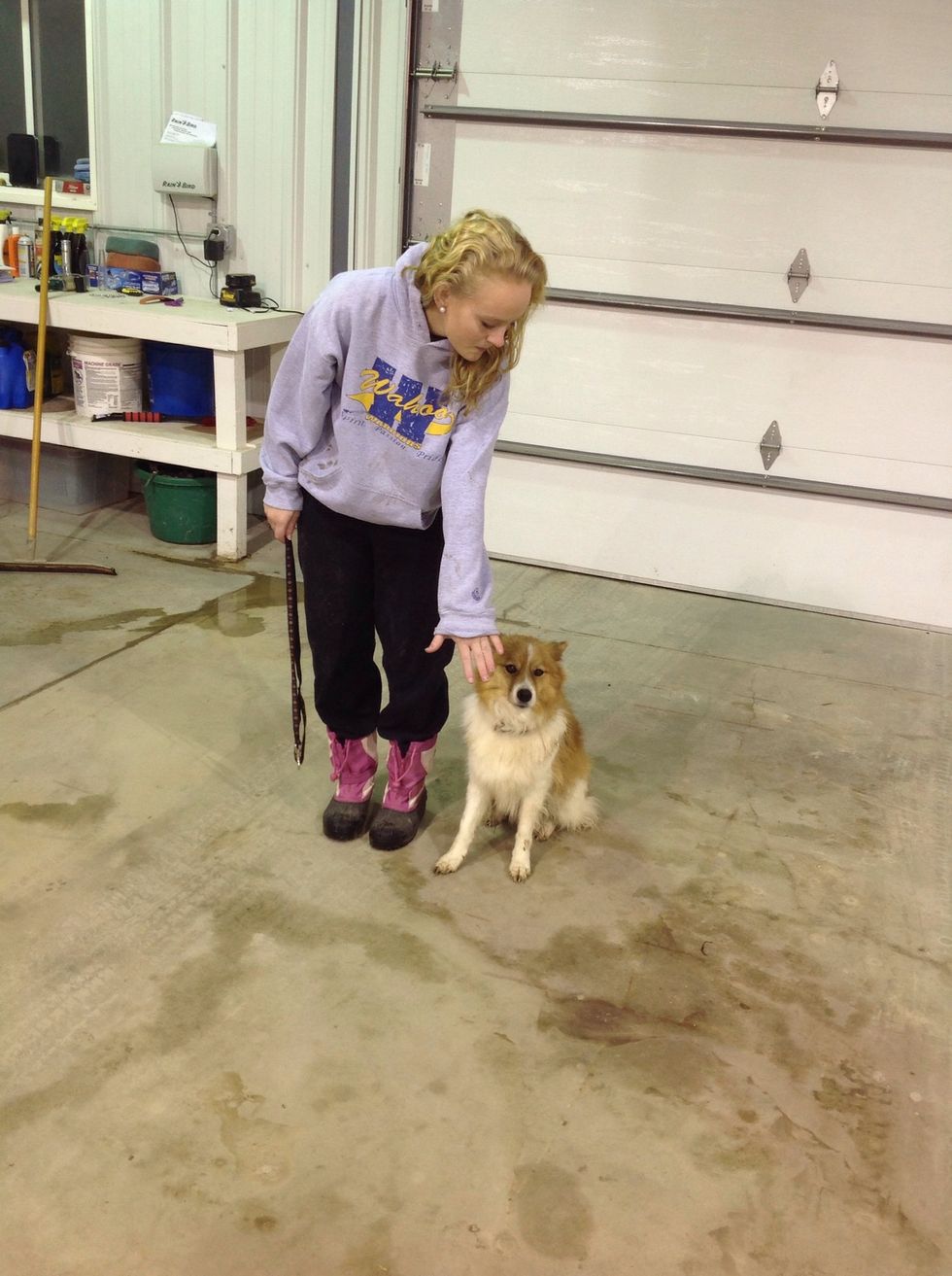 Reach out your hand and command the dog to stay.