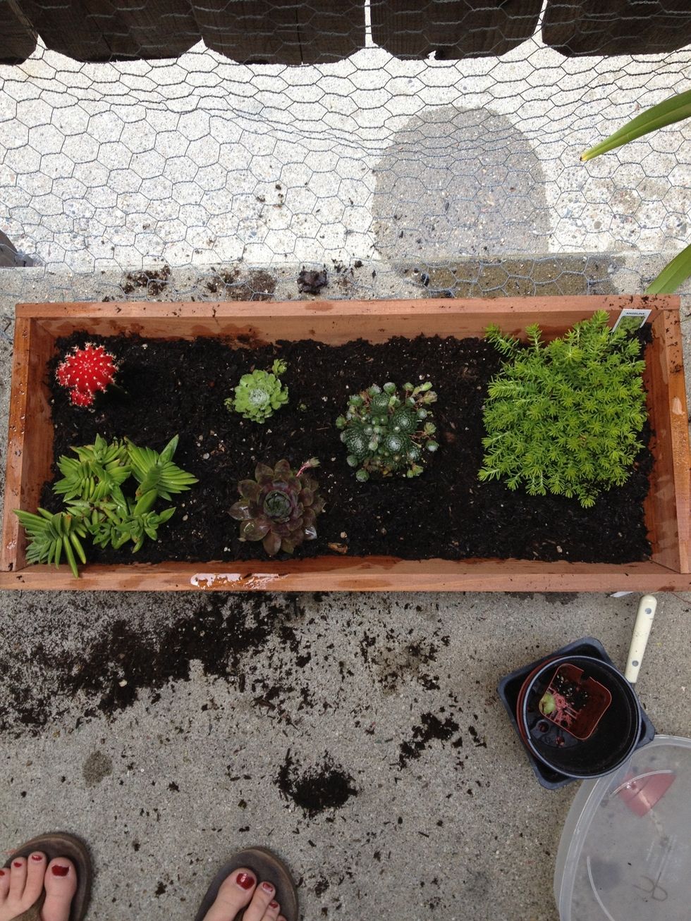 Ready to soak up the sun and grow! You can add decorative rocks or moss, but I think much of the soil will be covered as some of these babies grow!