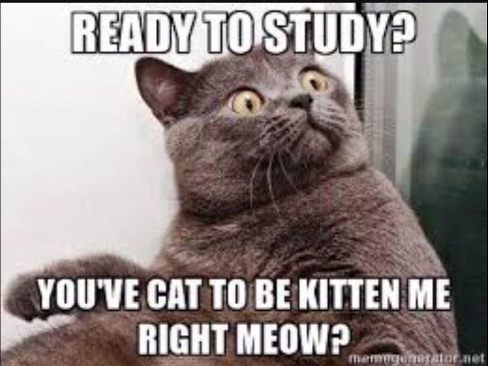 Ready to study?\n\nYou've cat to be kitten me right now