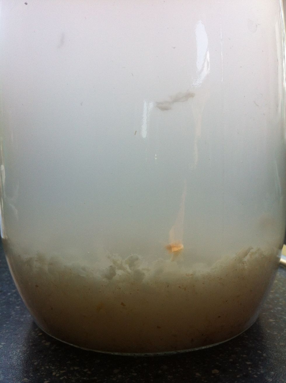 Real Ginger Beer Plant will look like this.