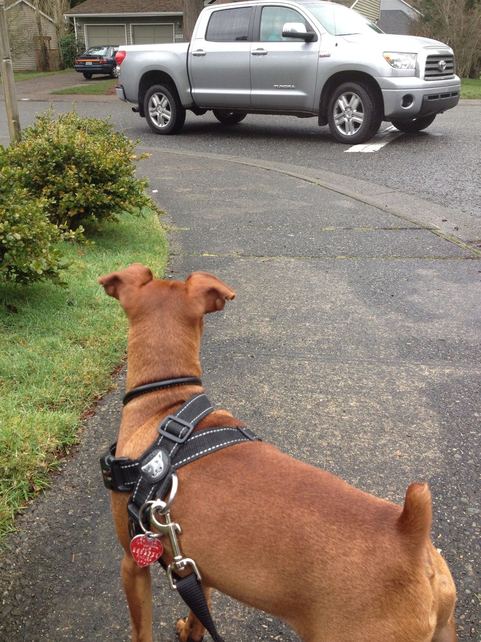 Really good pup Jack, stopping when cars come by.