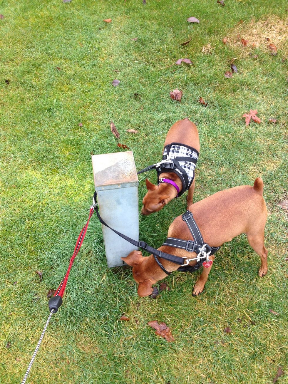 Really, pups?! \ud83d\ude01