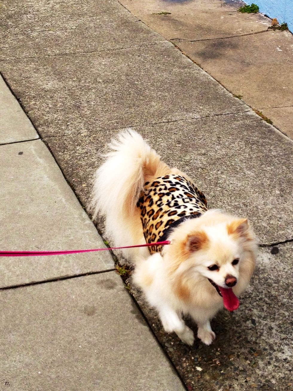 Relax and take a stroll with your furball while you wait!