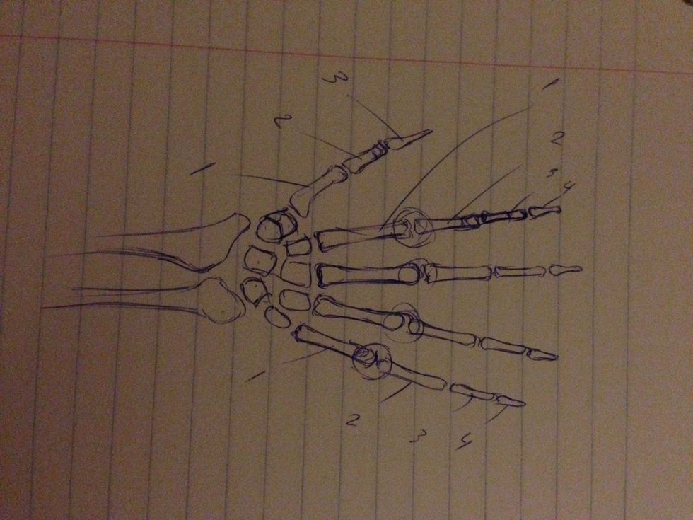 Remember the knuckles are the metacarpophalangeal joint