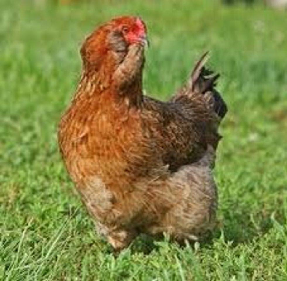 Remember to check the poultry twice a day and clean out their cage when needed. Keep food and water full and you will start producing eggs approx one a day or meat when they are the right size