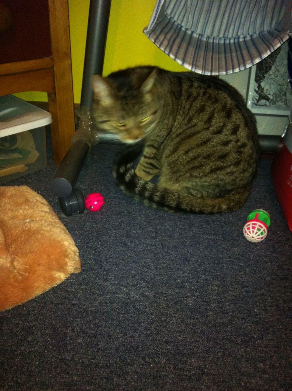 Remember to play with your cat when it comes home it will need a lot of attention