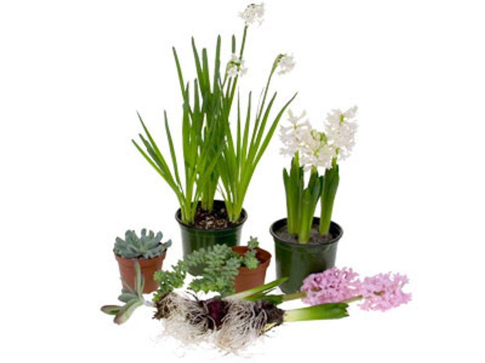 Remove all plants from their containers, taking care to not damage the root systems of the plants.