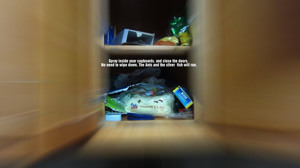 Remove all the food in cupboards and spray Cinnamon Oil and wipe it down. We are lazy and spray one squirt of 100% Cinnamon Oil and close the door. It's strong. Maybe too strong. The Ants run.