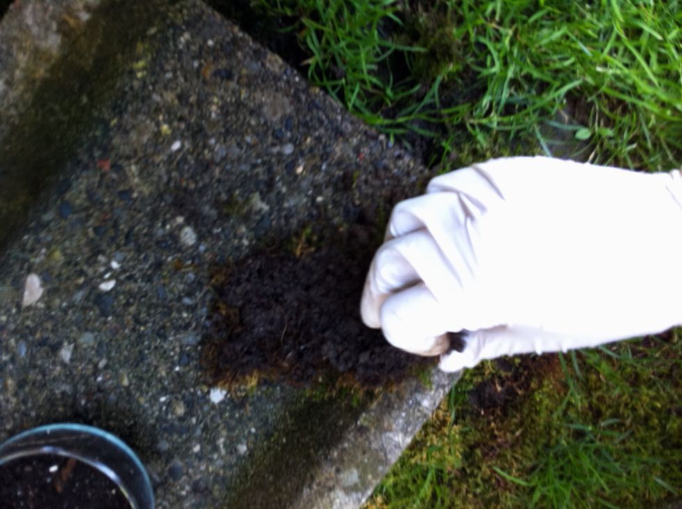 Remove any dirt or soil from the moss.