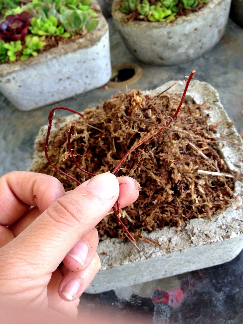 Remove any hard stems from the moss.