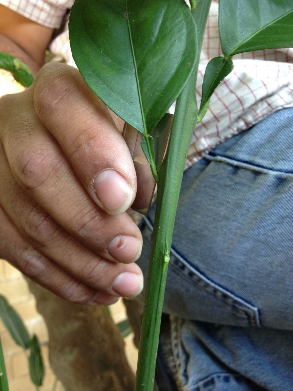 How to propagate an orange tree by air layering - B+C Guides