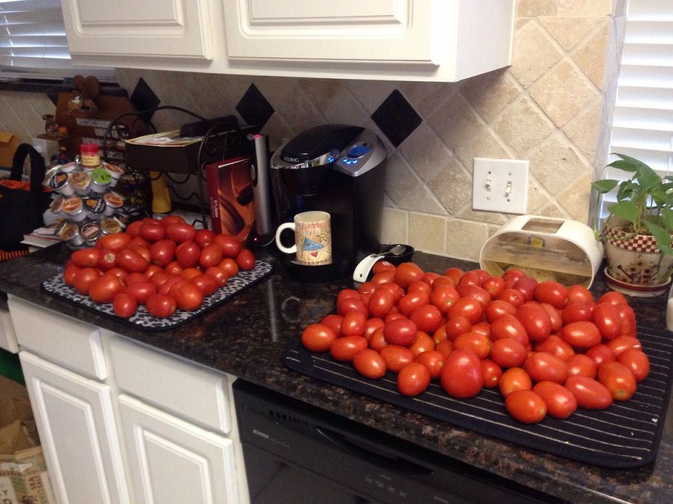Remove any produce stickers from the 30 lbs tomatoes & wash in warm warmer. Let air dry on drying cloths.
