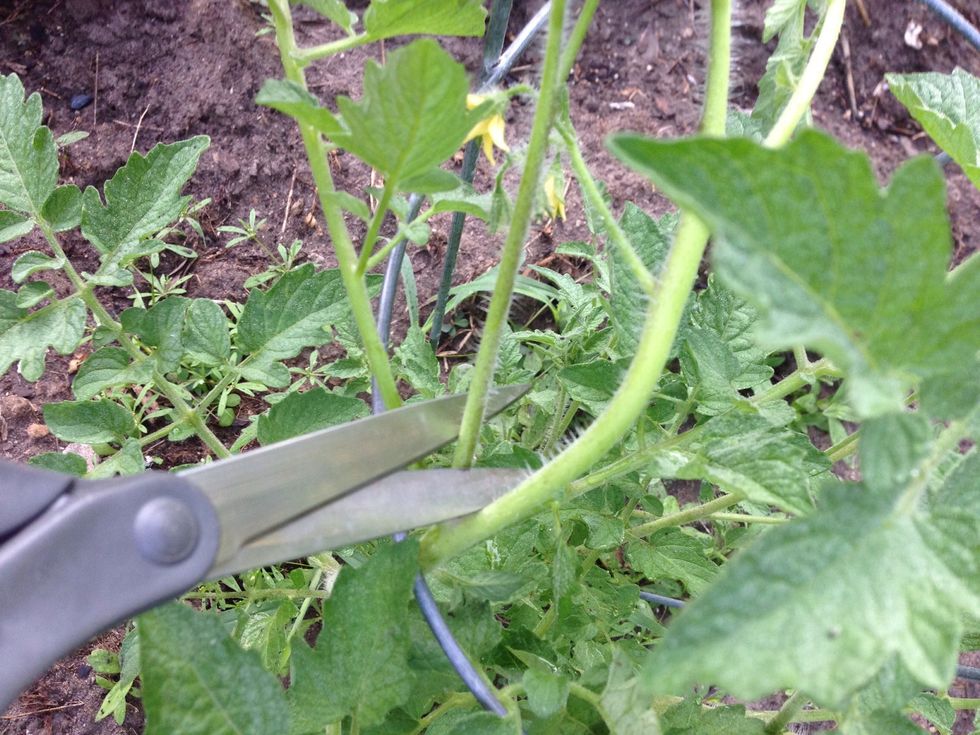 Remove by snipping off with scissors.