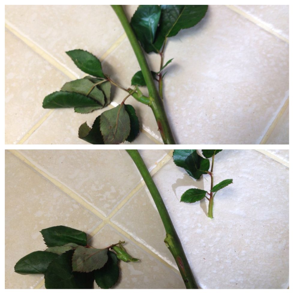 Remove leaf stems that are either wilting or underwater.