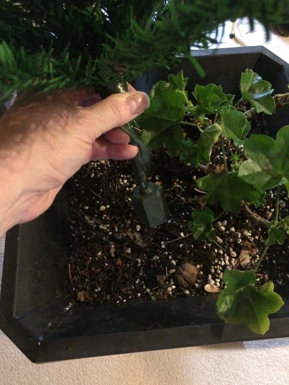 Remove the feet from the tree base and poke the stem into the dirt in the planter. See the walnut? The squirrels have been busy getting ready for Christmas, too.