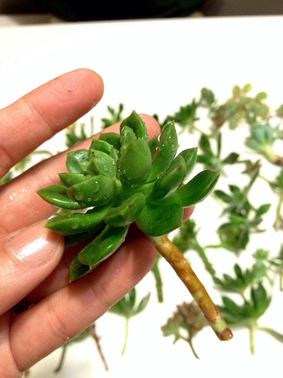 Remove the lower leaves from the stem and let the cuts callous over for a couple days.