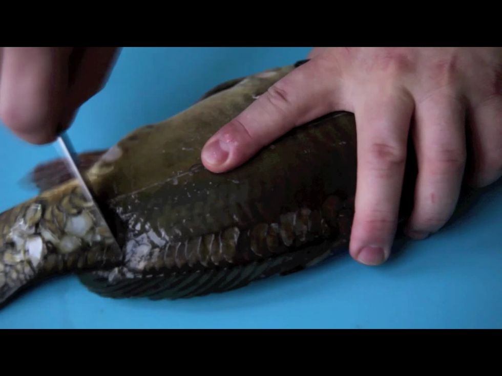 Remove the scales from the carp. Gut it and remove the gills before washing it thoroughly. Remove the fins and cut off the head and tail setting them aside.