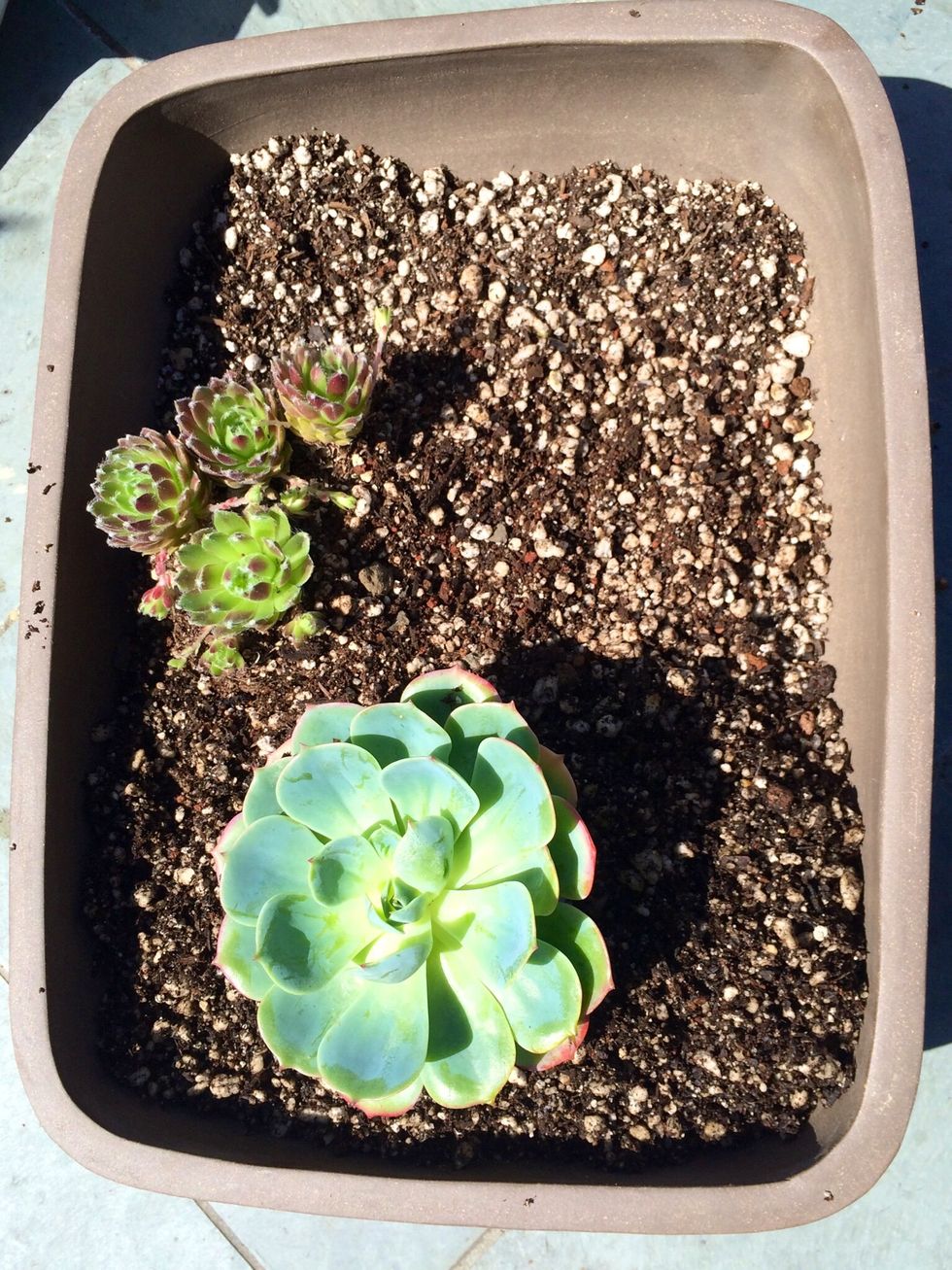 Repeat steps 10-12 until your garden is complete.