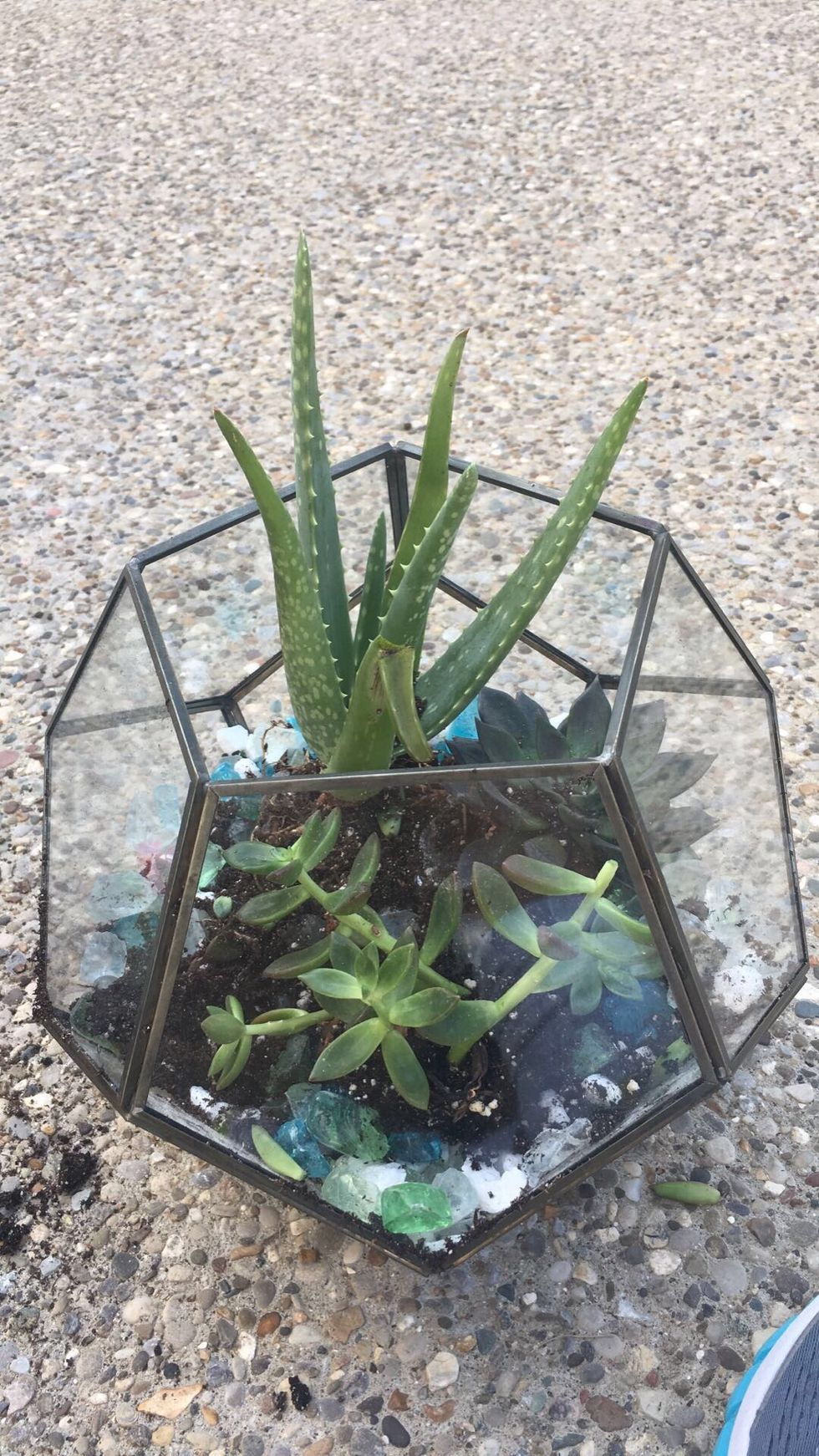Repeat steps 6-8 for the rest of your succulents. Make sure you have enough room for each. Your space-planning may have been off. In that case, rearrange according to the space you have remaining.