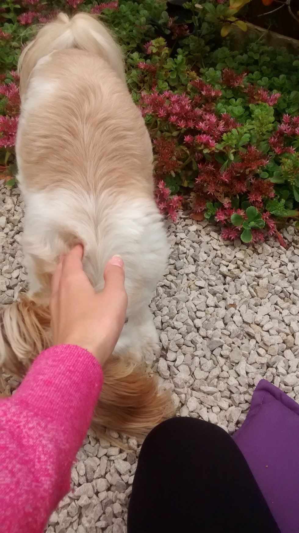 Repeat these steps a few times. After repeating the steps add the command sit in, as the dog sits tell it the command. Your dog should soon get use to the command and follow it without a treat!