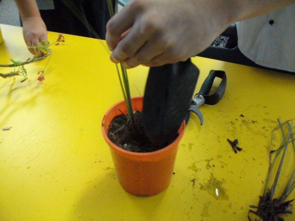 Replant each piece in good soil in a pot or sheltered garden bed and water thoroughly.