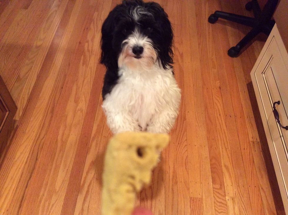 Reward the dog with another treat.