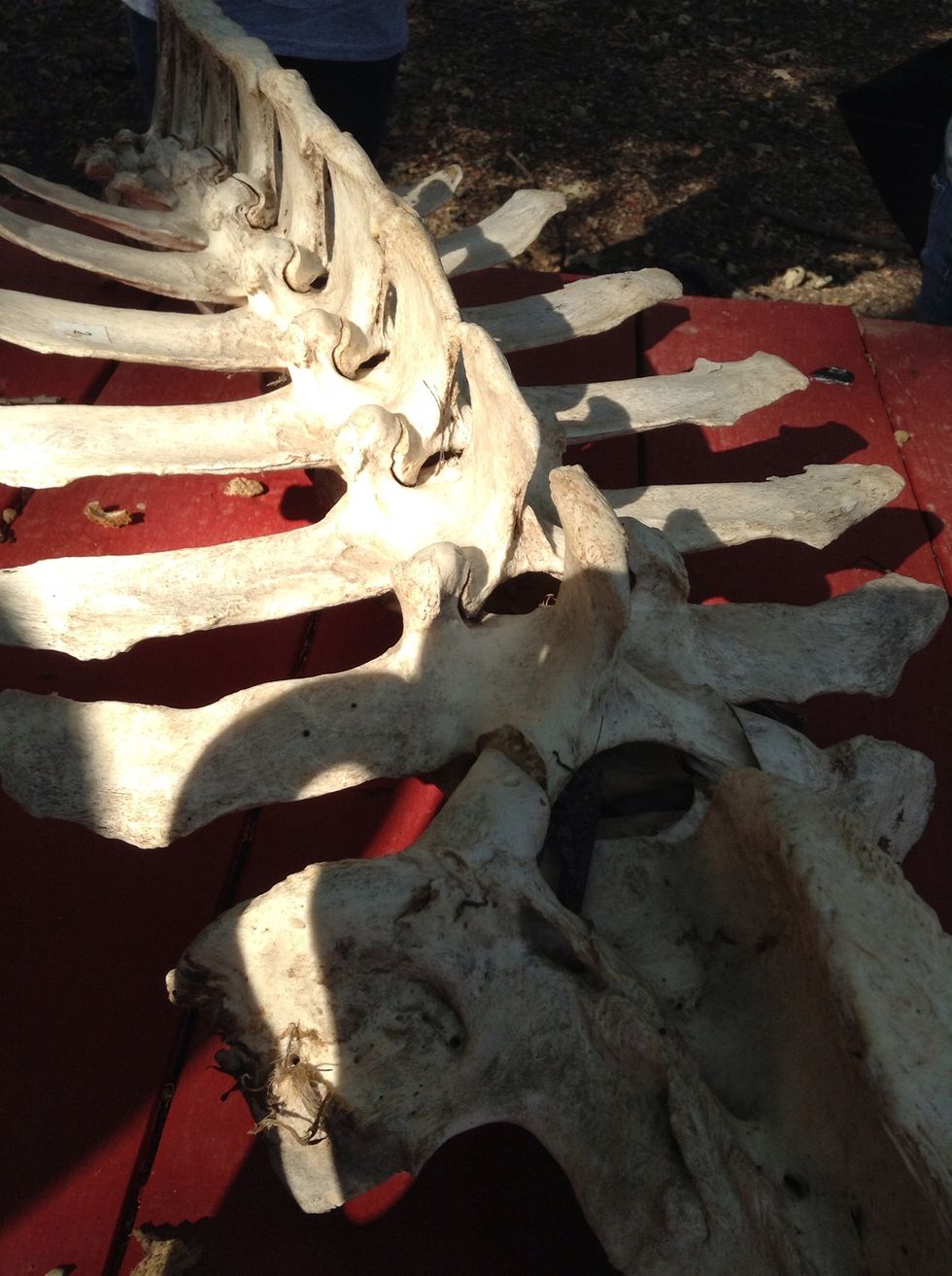 Rib cage it could be a snake rib cage.