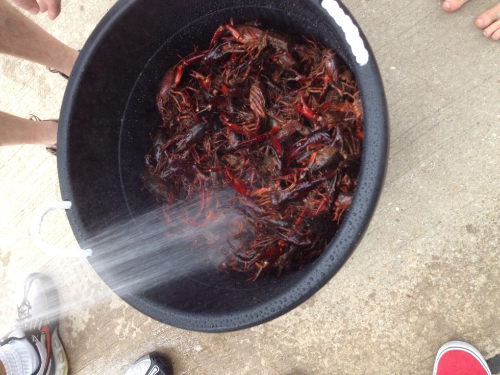 Rinse again and drain one last time...