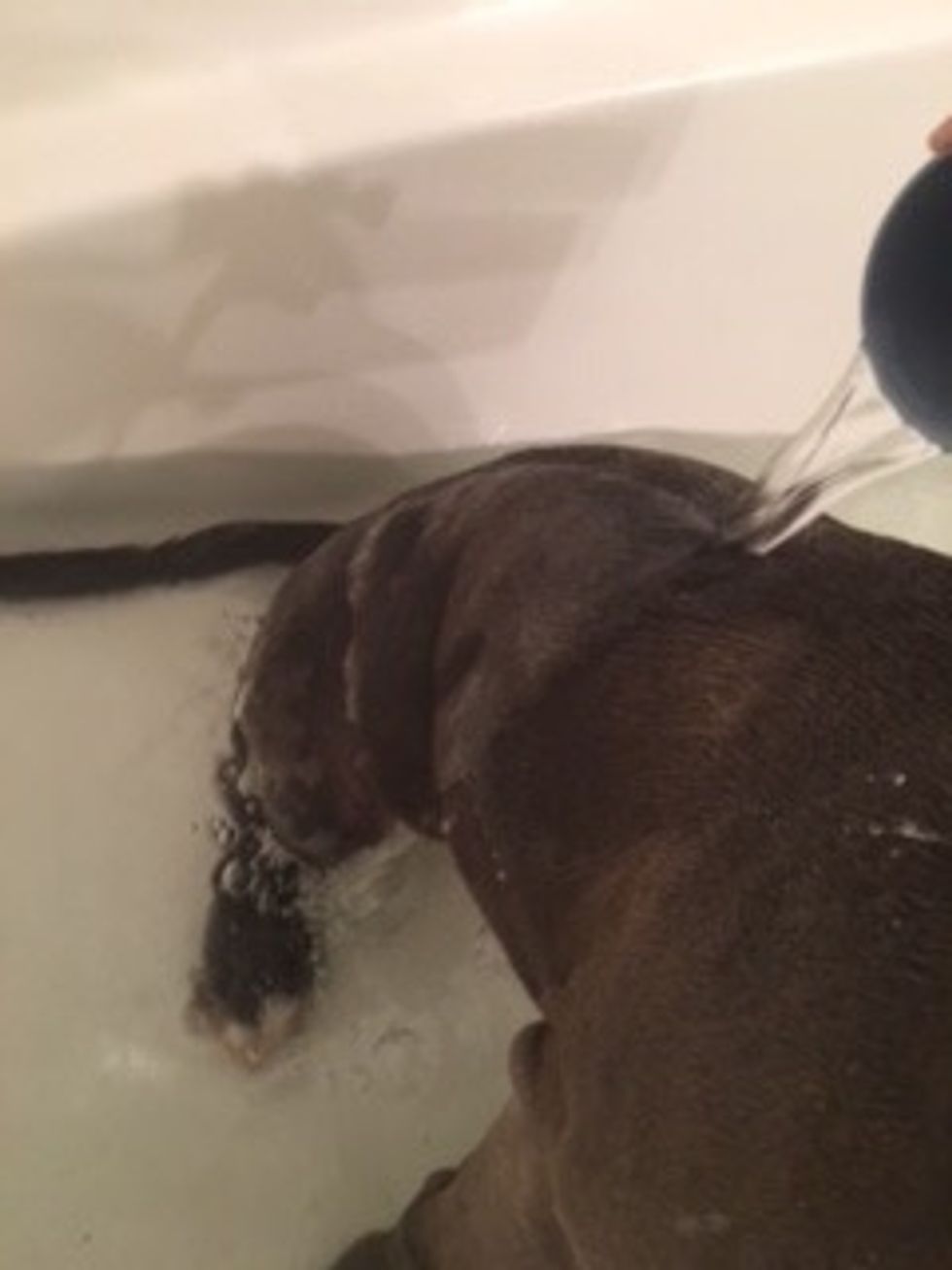 Rinse dog completely to remove any excess soap.
