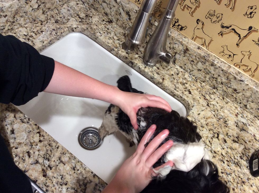 Rinse out all of the shampoo.