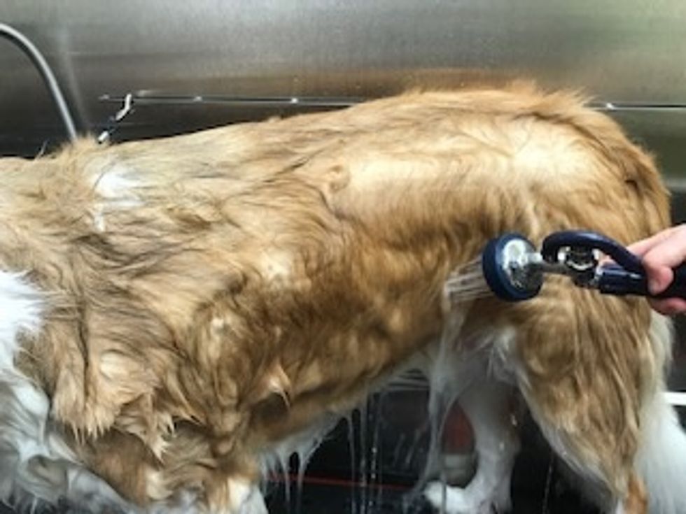 Rinse shampoo off with water.