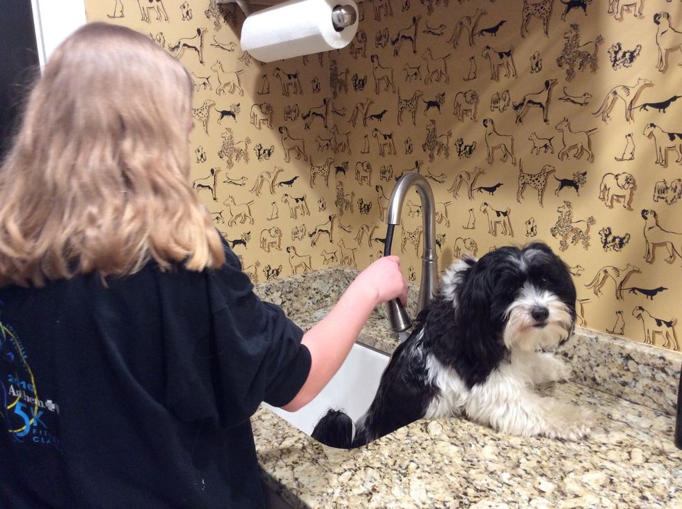 Rinse the dog's body with water.