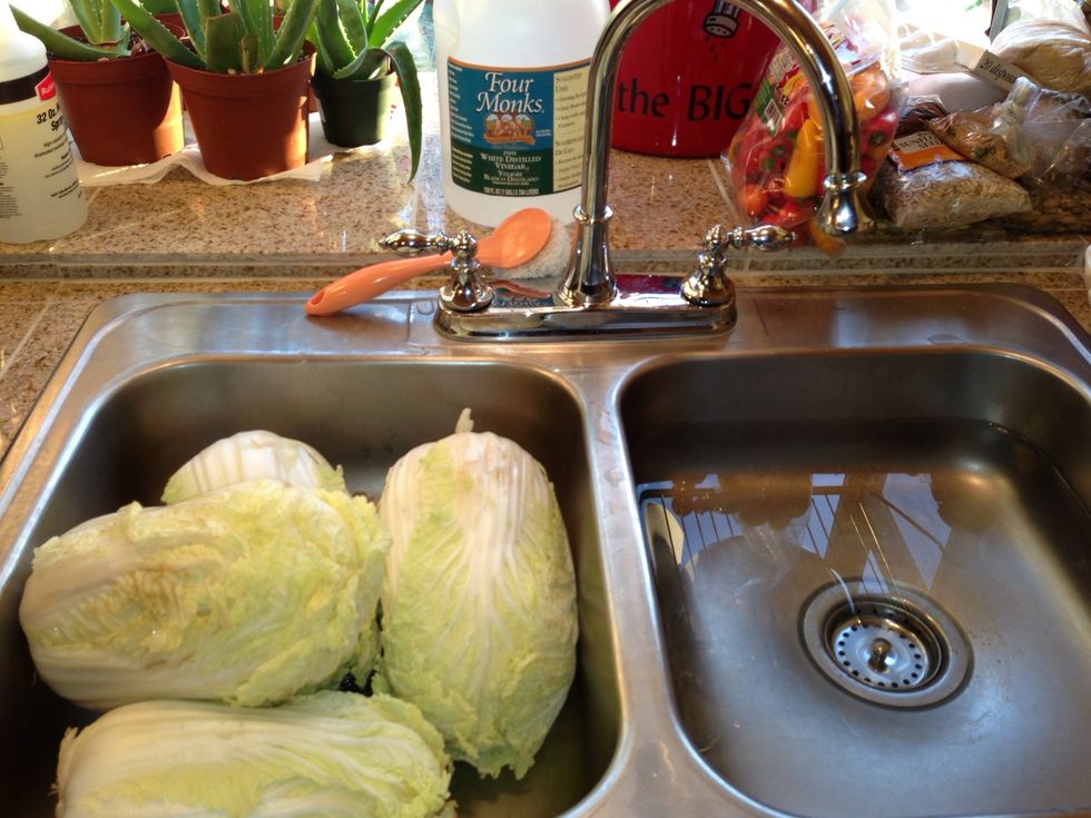 Rinse your cabbages & remove any bruised, messed up leaves, or any leaves that gross you out... If you have an unusually strong stomach, find a moderately squeamish helper to judge for you. \ud83d\ude0f