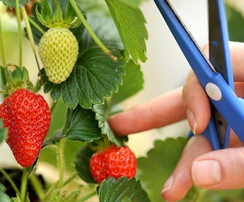 Ripe berries appear about 30 days after bloom. Once the berry is fully red, they are ready to harvest. Pick every two to three days, or daily in very hot weather. Keep green caps attached.