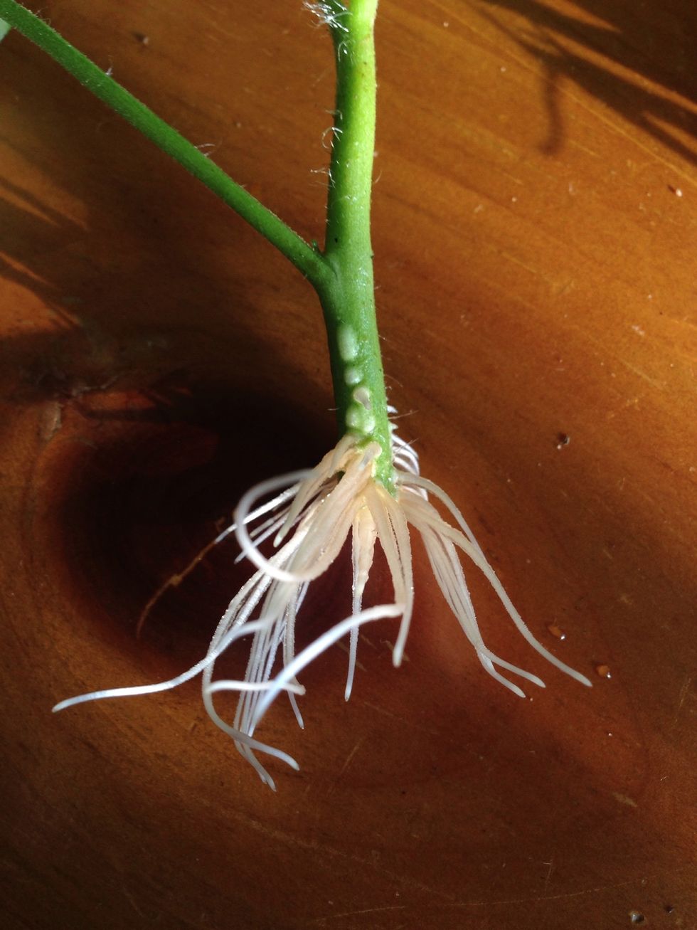 Roots! Notice little nubs? You can plant to depth above them. I will remove that lower leaf before final planting.
