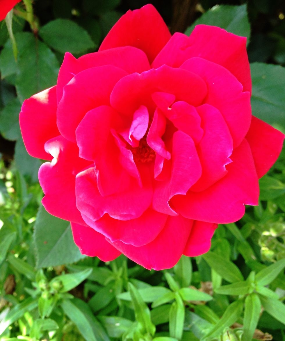 Rose!\ud83c\udf39