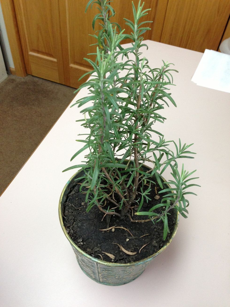 Rosemary can be grown in your vegetable garden easily. I dug mine and potted it to keep over winter.