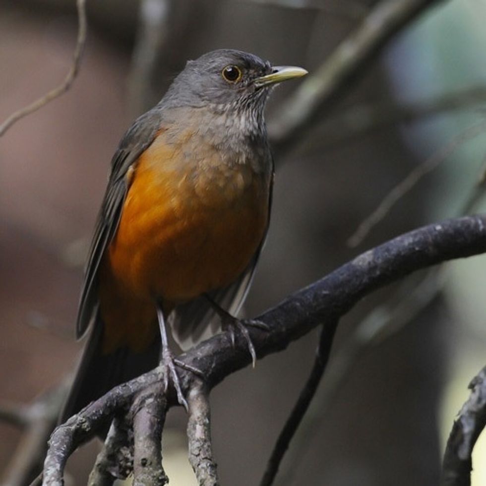 Rufous-bellied Thrush