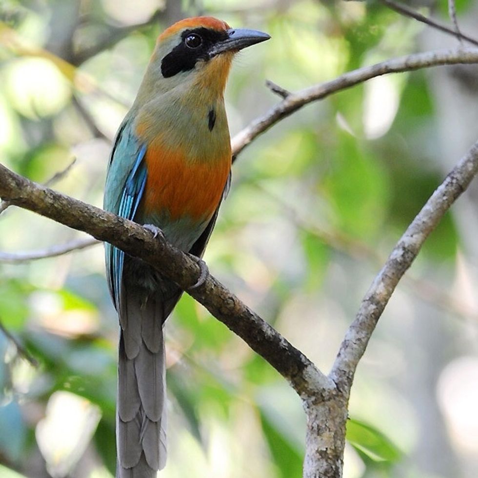 Rufous-capped Motmot