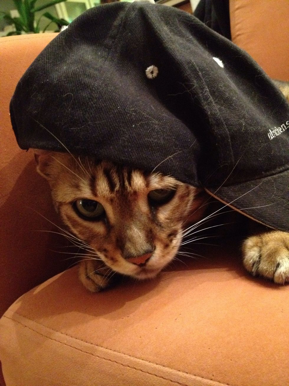 RULES: Click ALWAYS means treat, no matter what. Yes, that means if your cat is with you now, watch the videos with headphones! \ud83d\udc31 NEVER EVER scold or hit or do anything at all negative. \ud83d\udeab