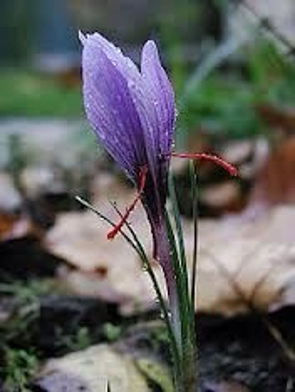 Saffron is harvested from the stigmas of the saffron crocus, which grow to  8\u201312 inches and bear up to four flowers, each with three red stigmas that are hand picked and dried.